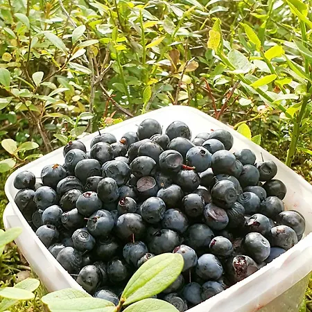 Kelotupa 19 アパート *